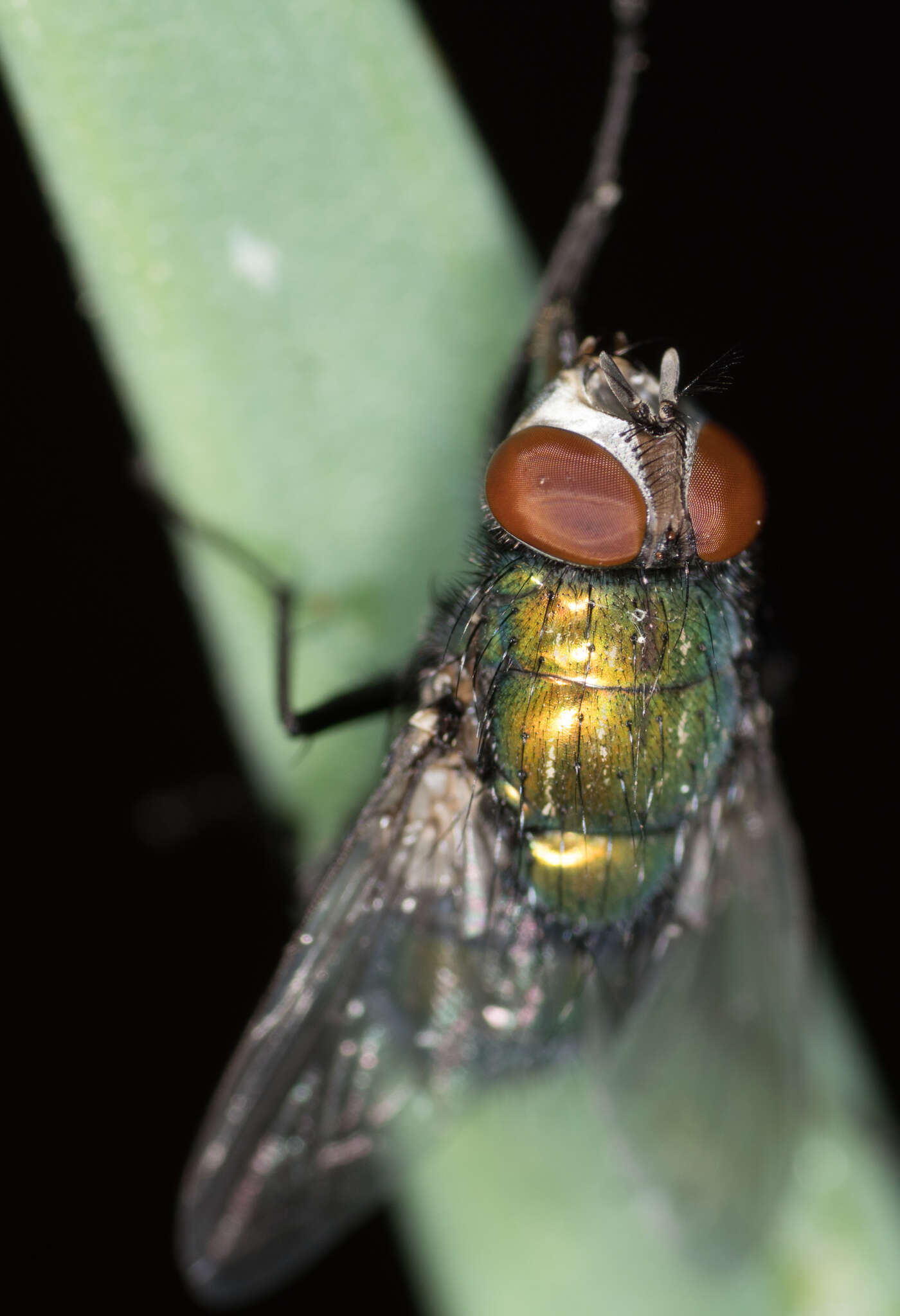 Image of green blowfly