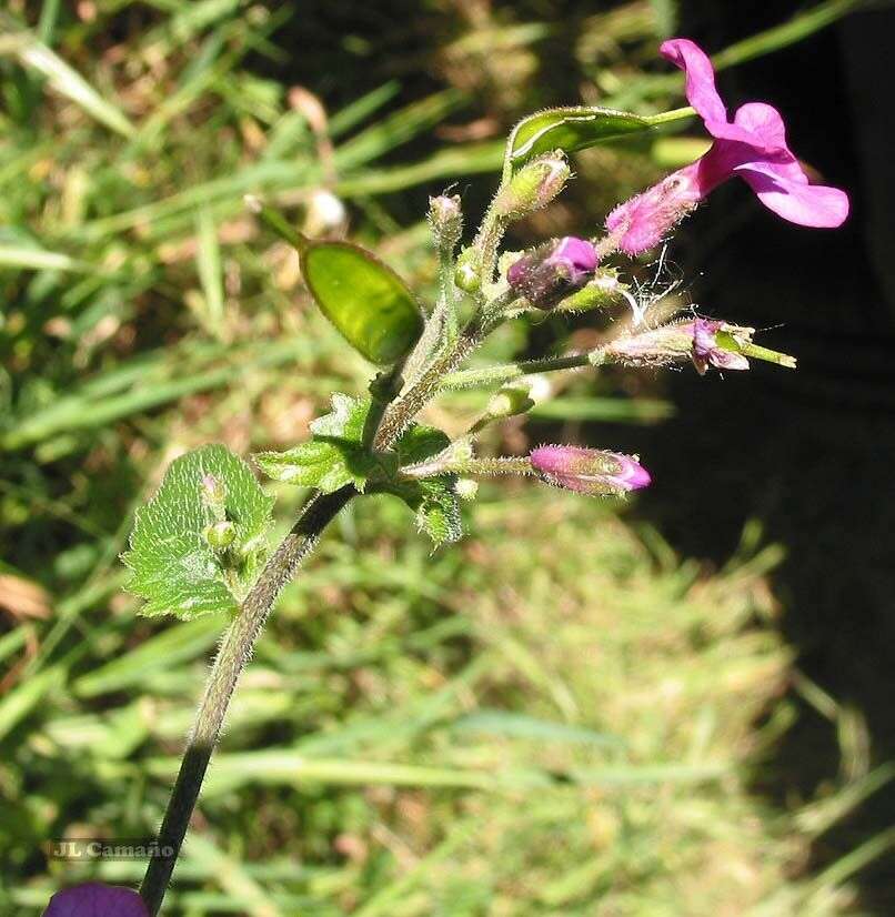 Image of Lunaria annua subsp. annua