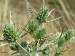 Eryngium campestre L. resmi