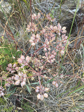 Image of woollyfruit desertparsley