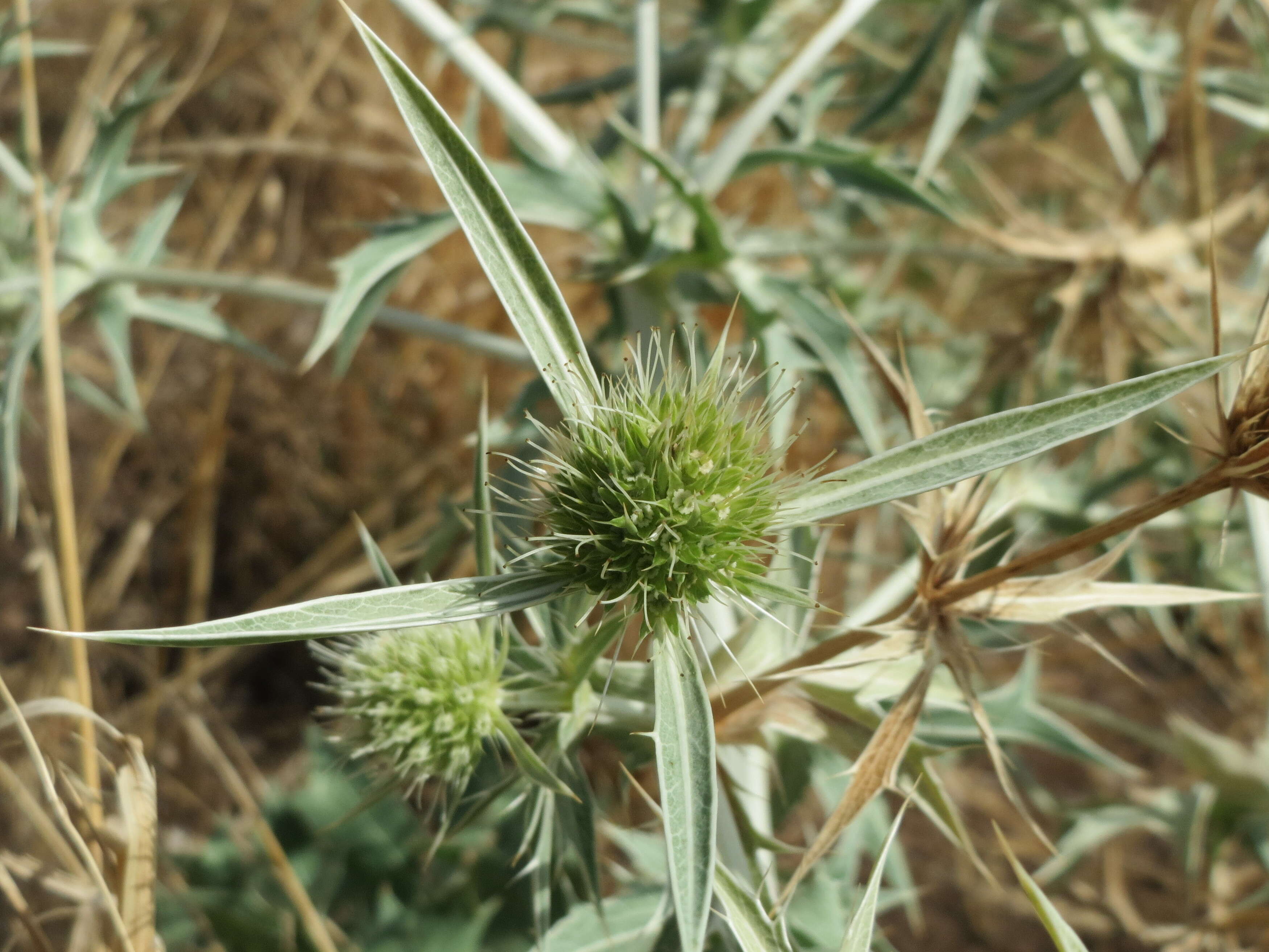 Eryngium campestre L. resmi