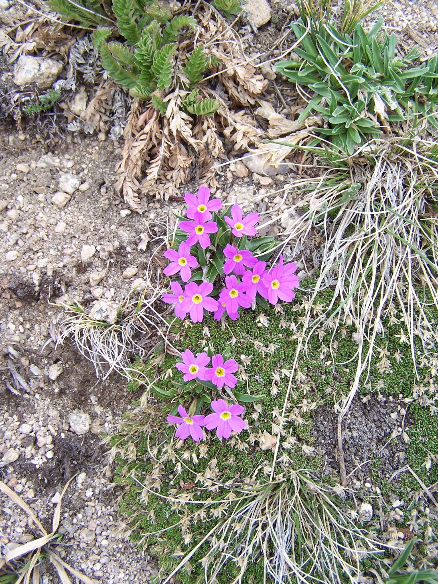 Image of alpine primrose