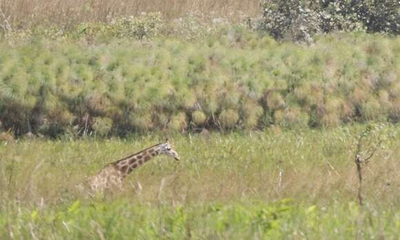 Image of Kordofan giraffe