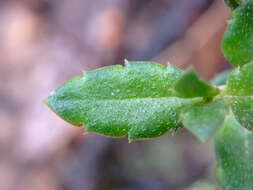 Image of Gonocarpus tetragynus Labill.