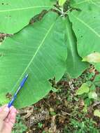 Image of Big-Leaf Magnolia