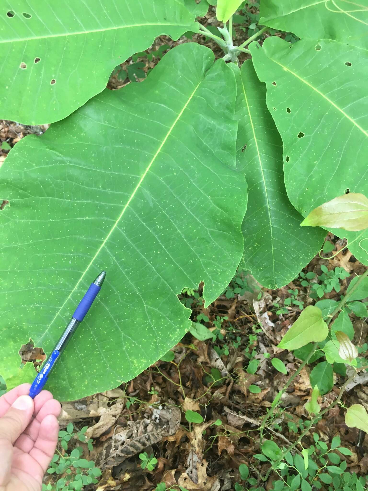 Image of Big-Leaf Magnolia