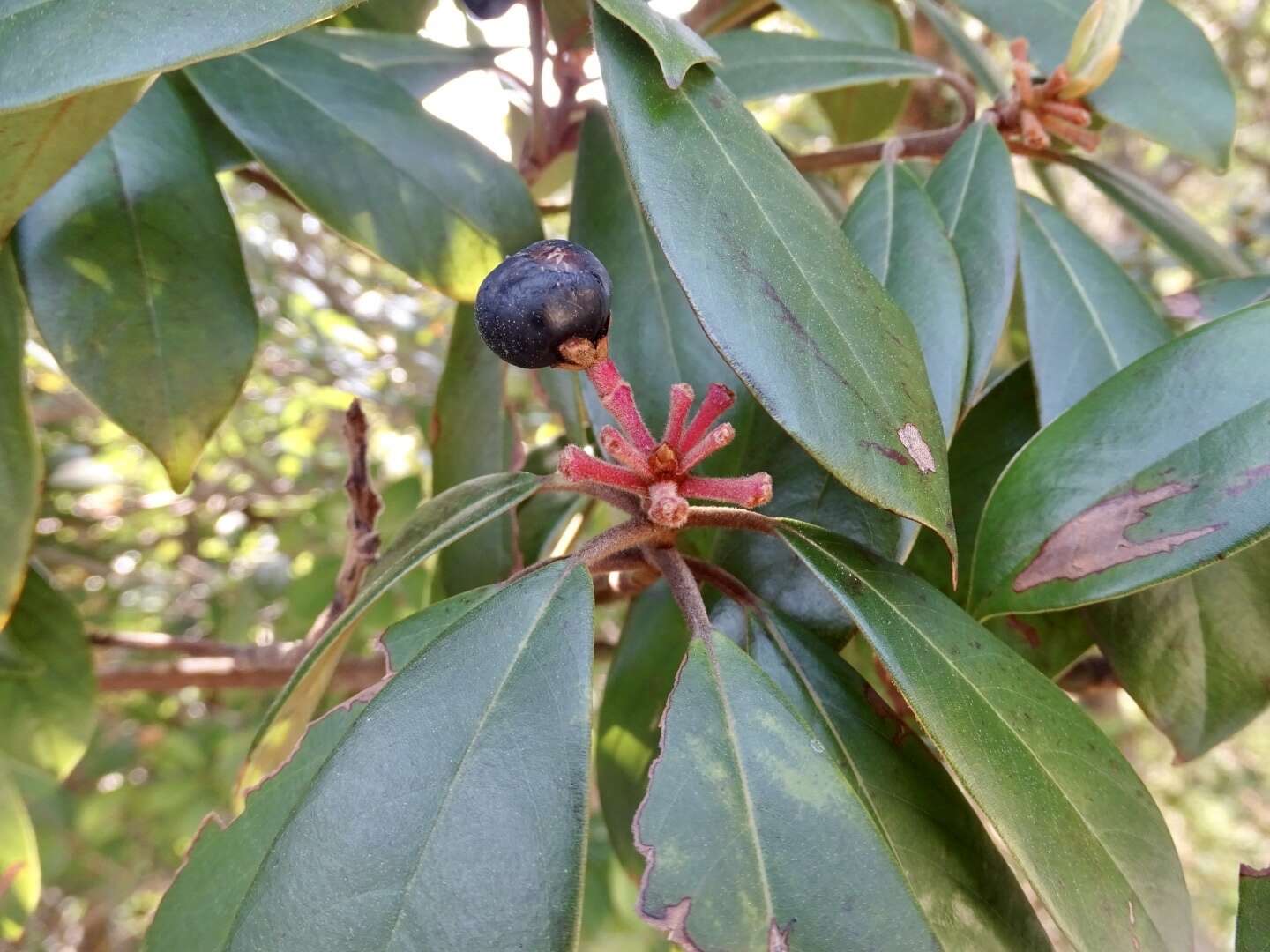 Plancia ëd Machilus velutina Champ. ex Benth.