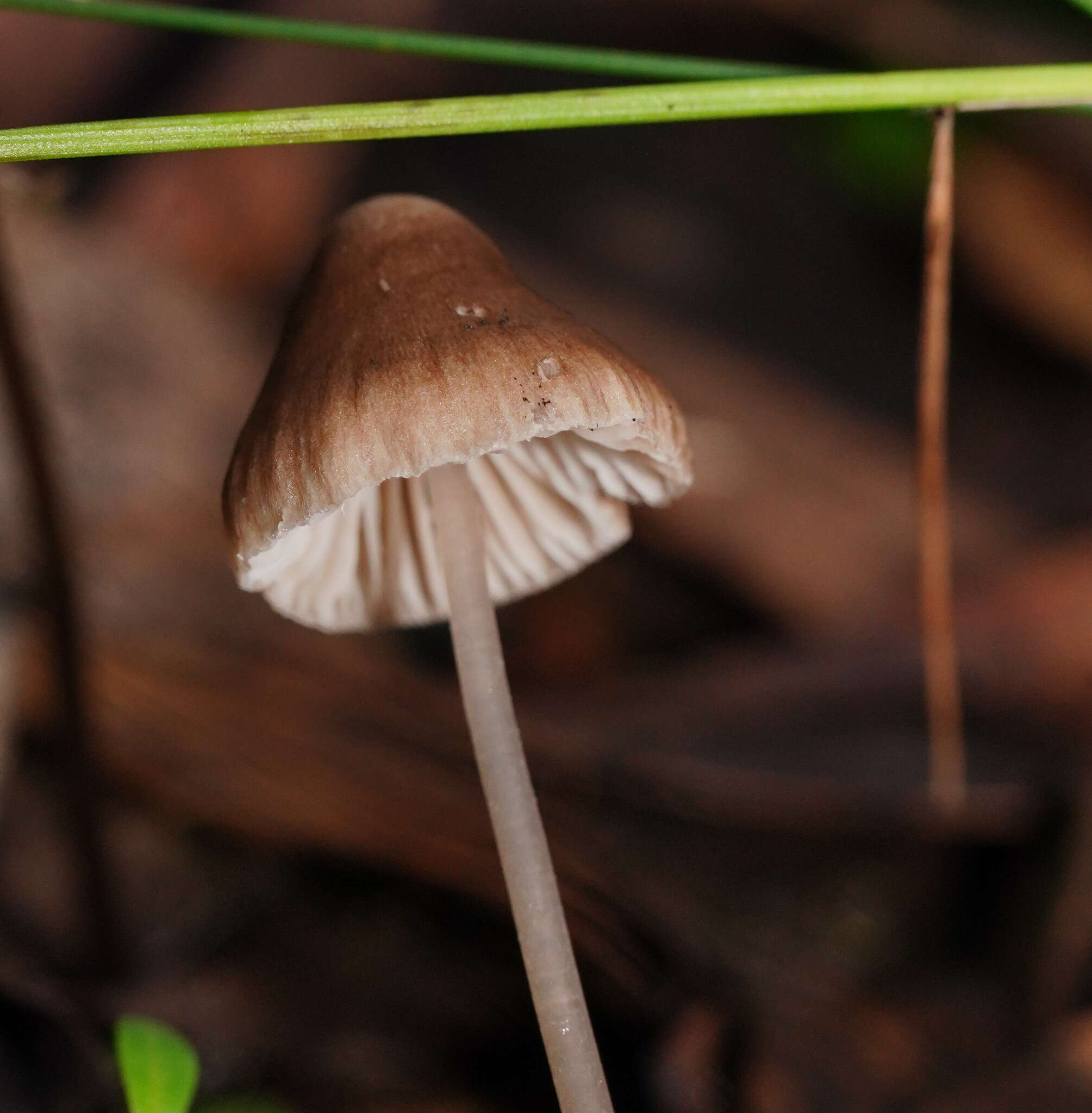 Sivun Mycena albidofusca Cleland 1933 kuva