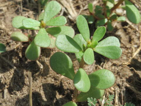 Image of common purslane