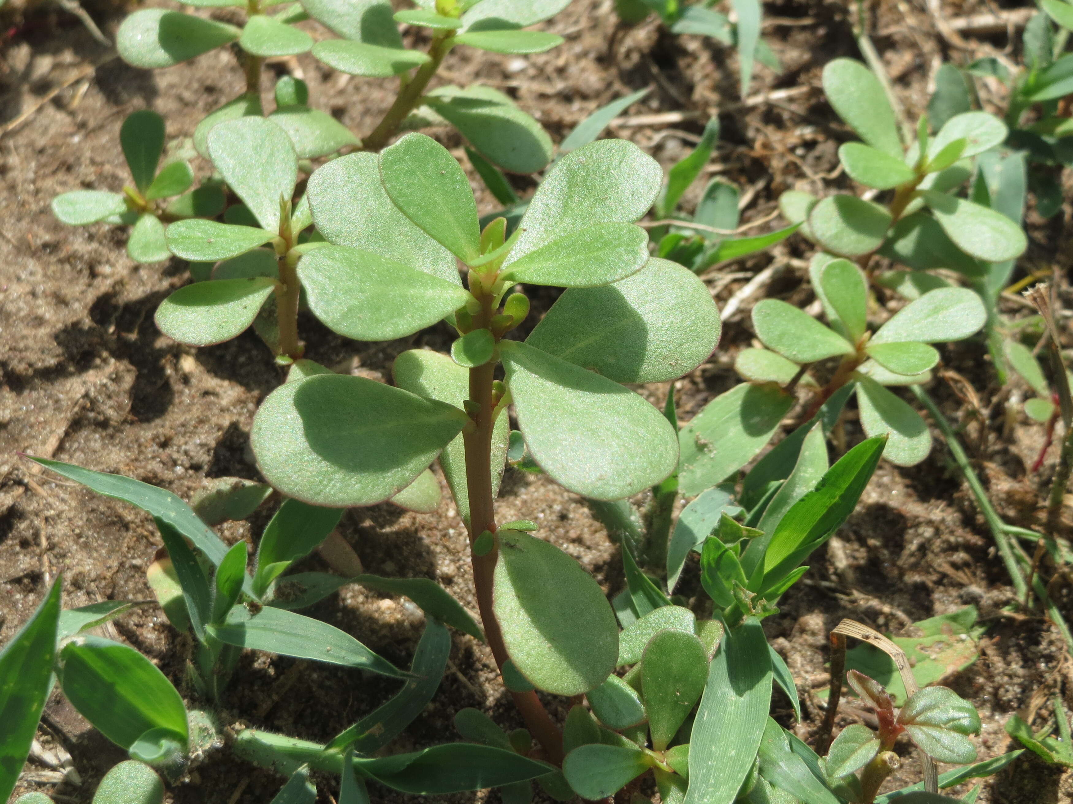 Image of common purslane