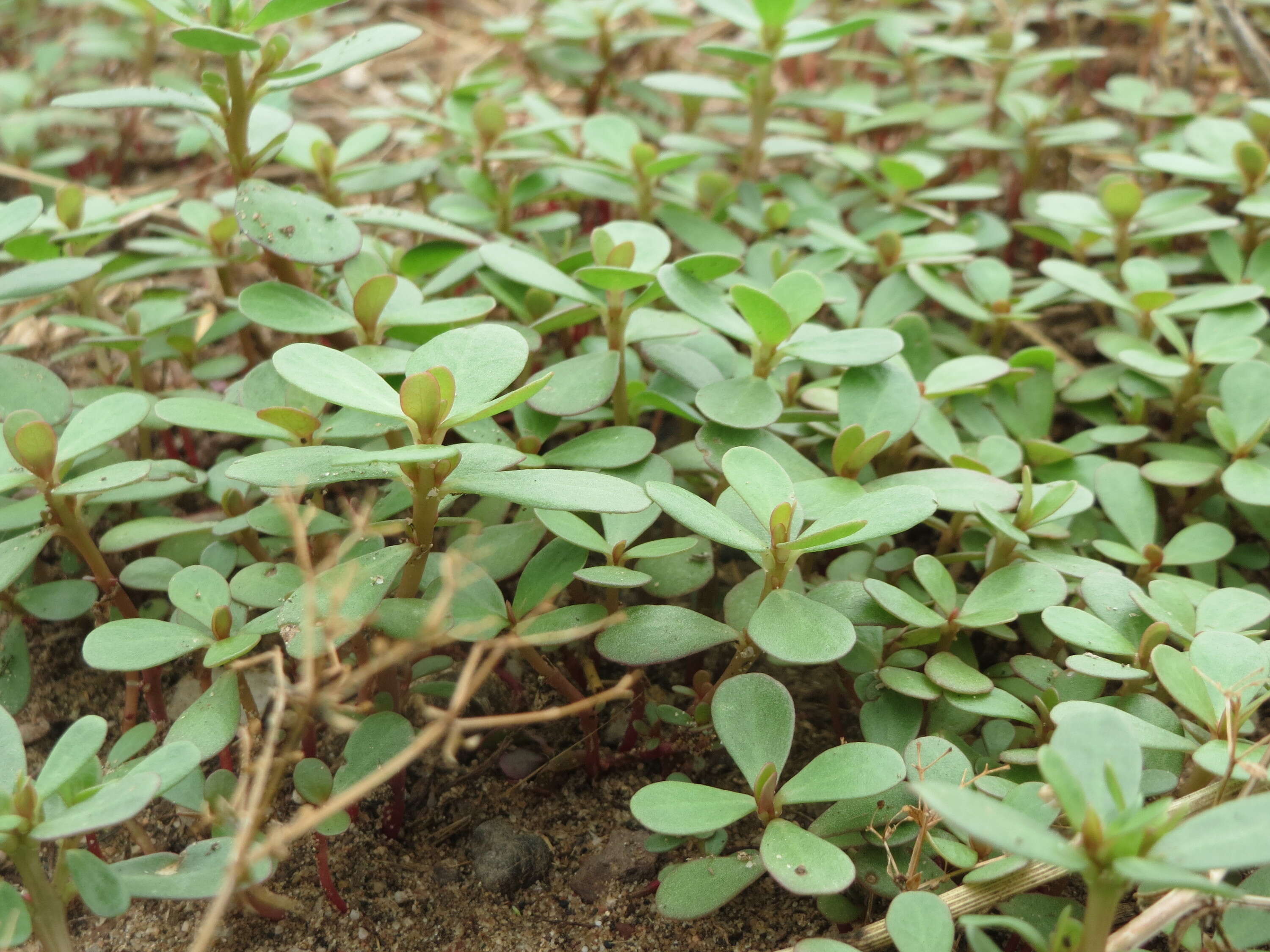 Image of common purslane