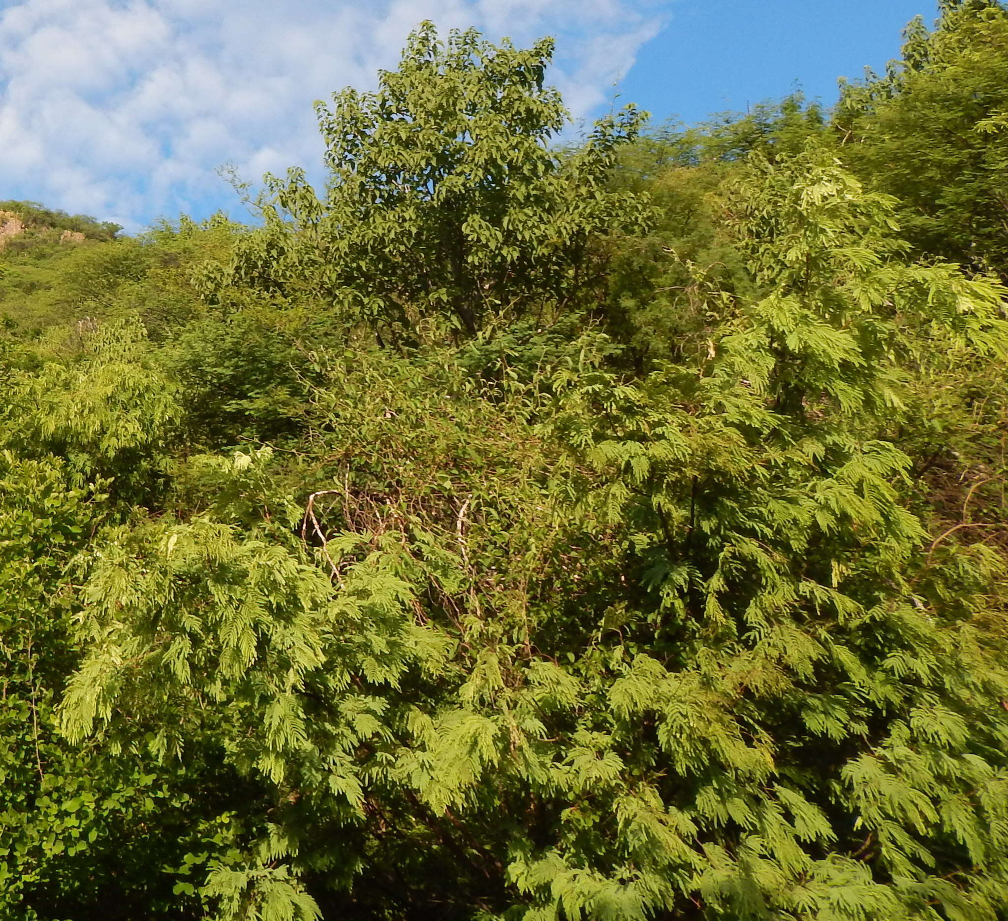 Image of feather tree