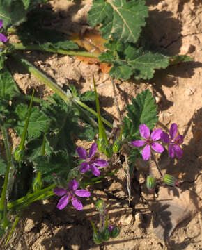 Image of Mediterranean stork's bill