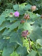 Image of Hibiscus indicus (Burm. fil.) Hochr.