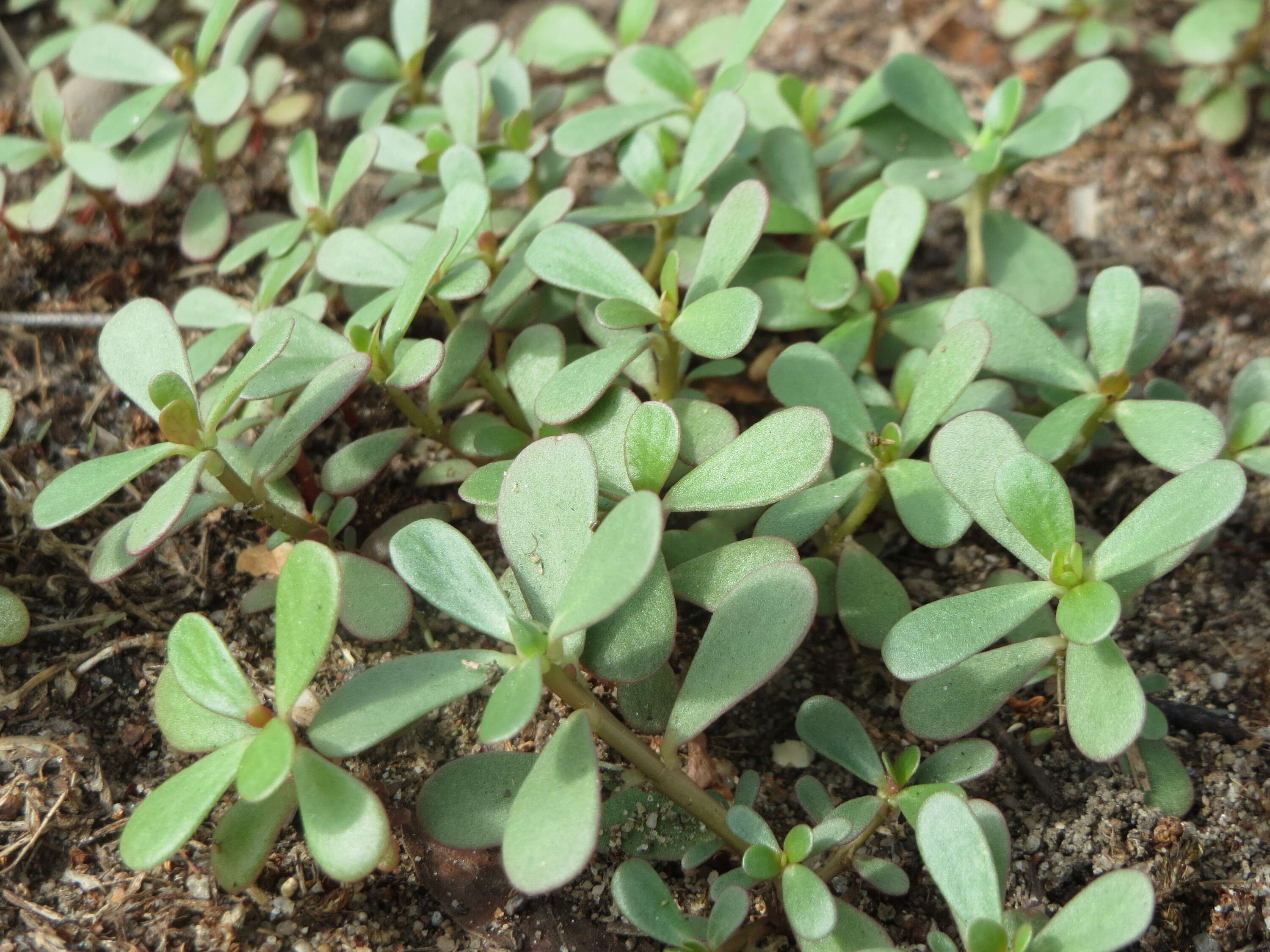 Image of common purslane