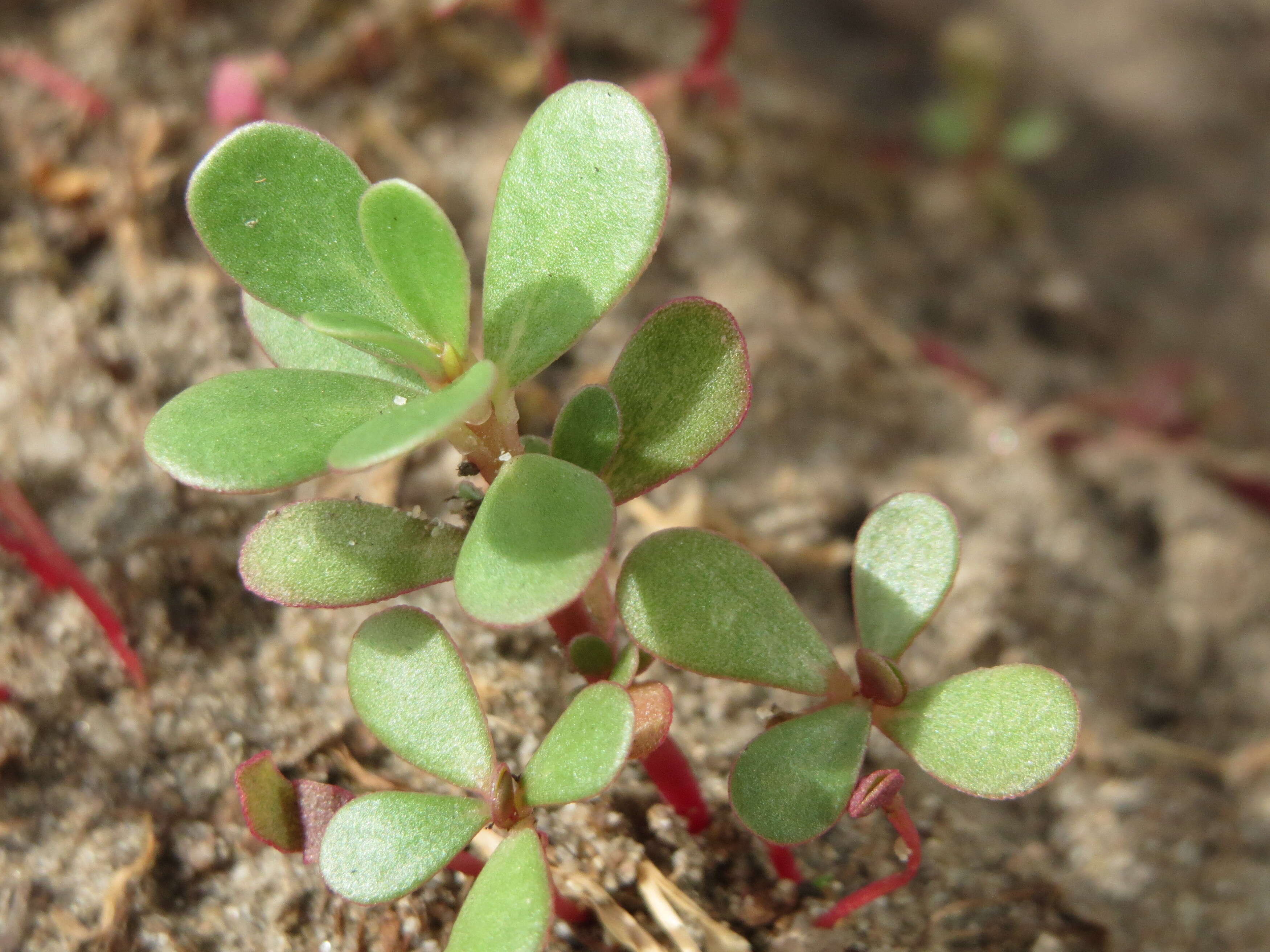 Image of common purslane