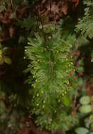 Imagem de Hymenophyllum flabellatum Labill.