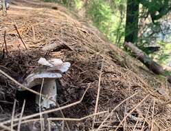 Image of Tricholoma vernaticum Shanks 1996