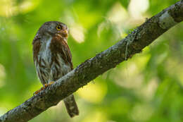 Image of Tamaulipas Pygmy Owl