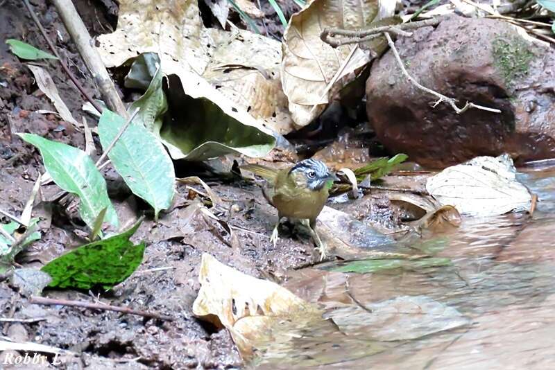 Image of Grey-throated Babbler