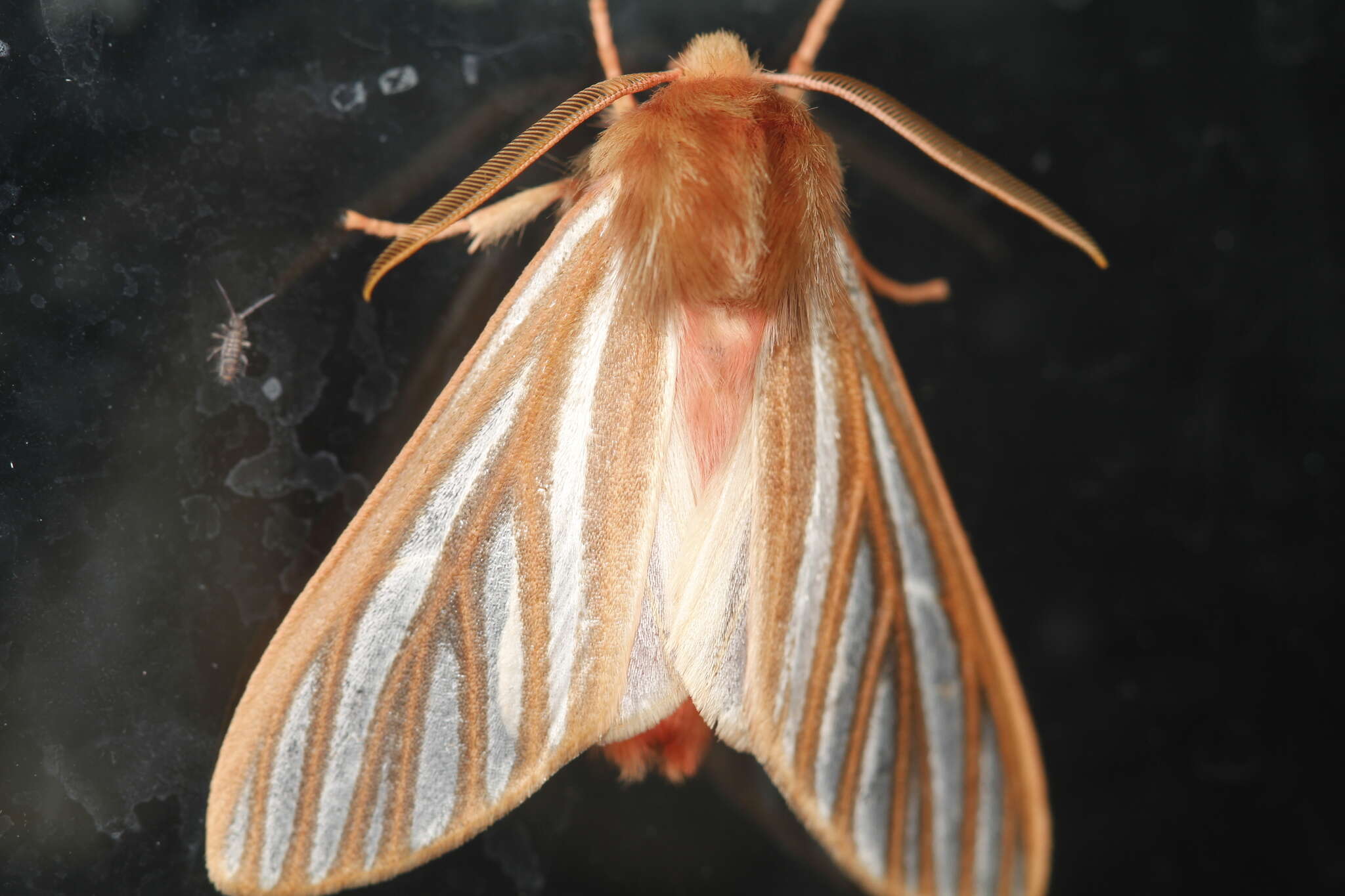 Sivun Pseudohemihyalea ambigua (Strecker 1878) kuva