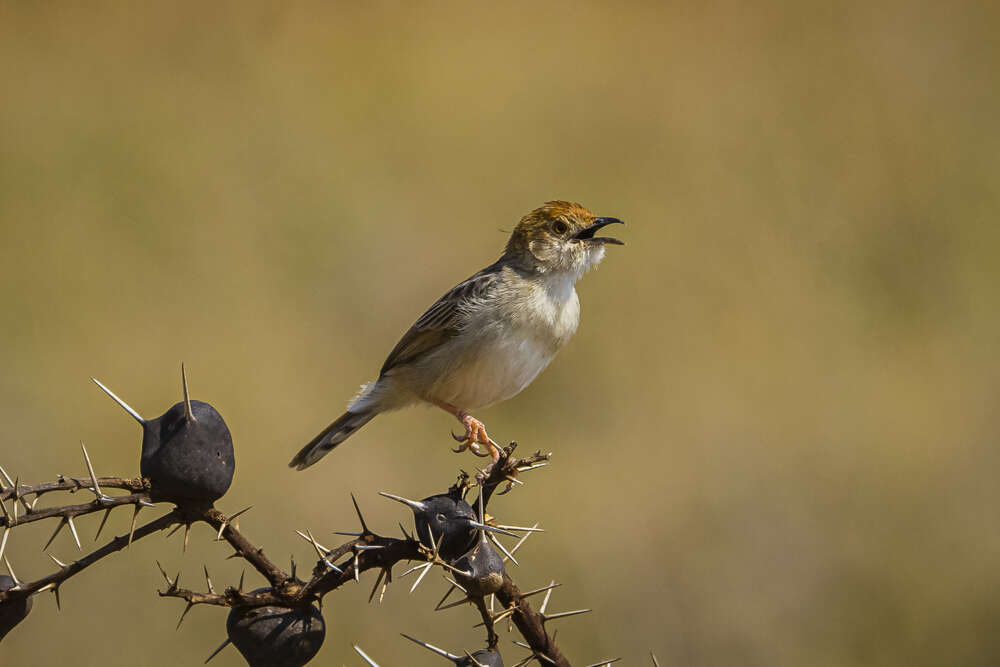 Image of Boran Cisticola