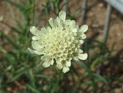 Image of cream pincushions