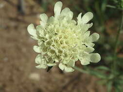 Image of cream pincushions