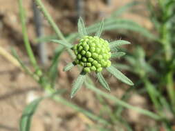 Image of cream pincushions