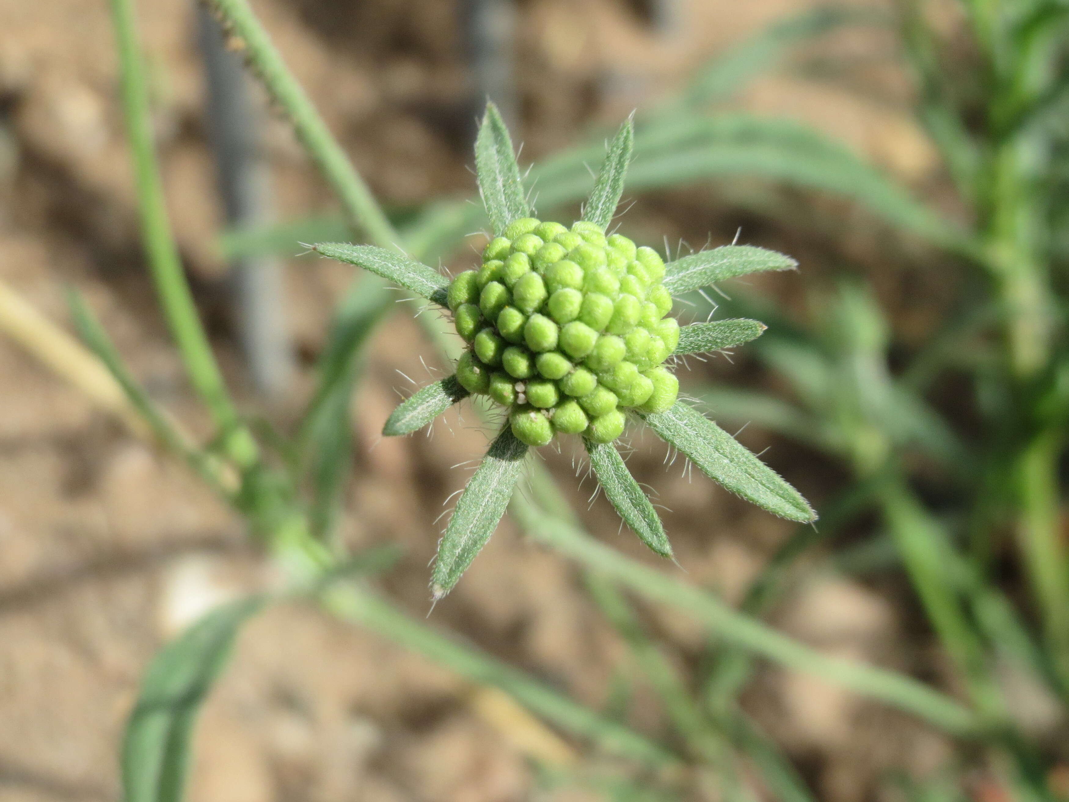 Image of cream pincushions