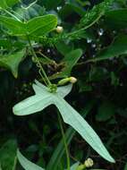 Image of Solena amplexicaulis (Lam.) Gandhi ex Saldanha & Nicolson