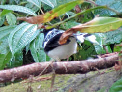 Image of Spotted Forktail