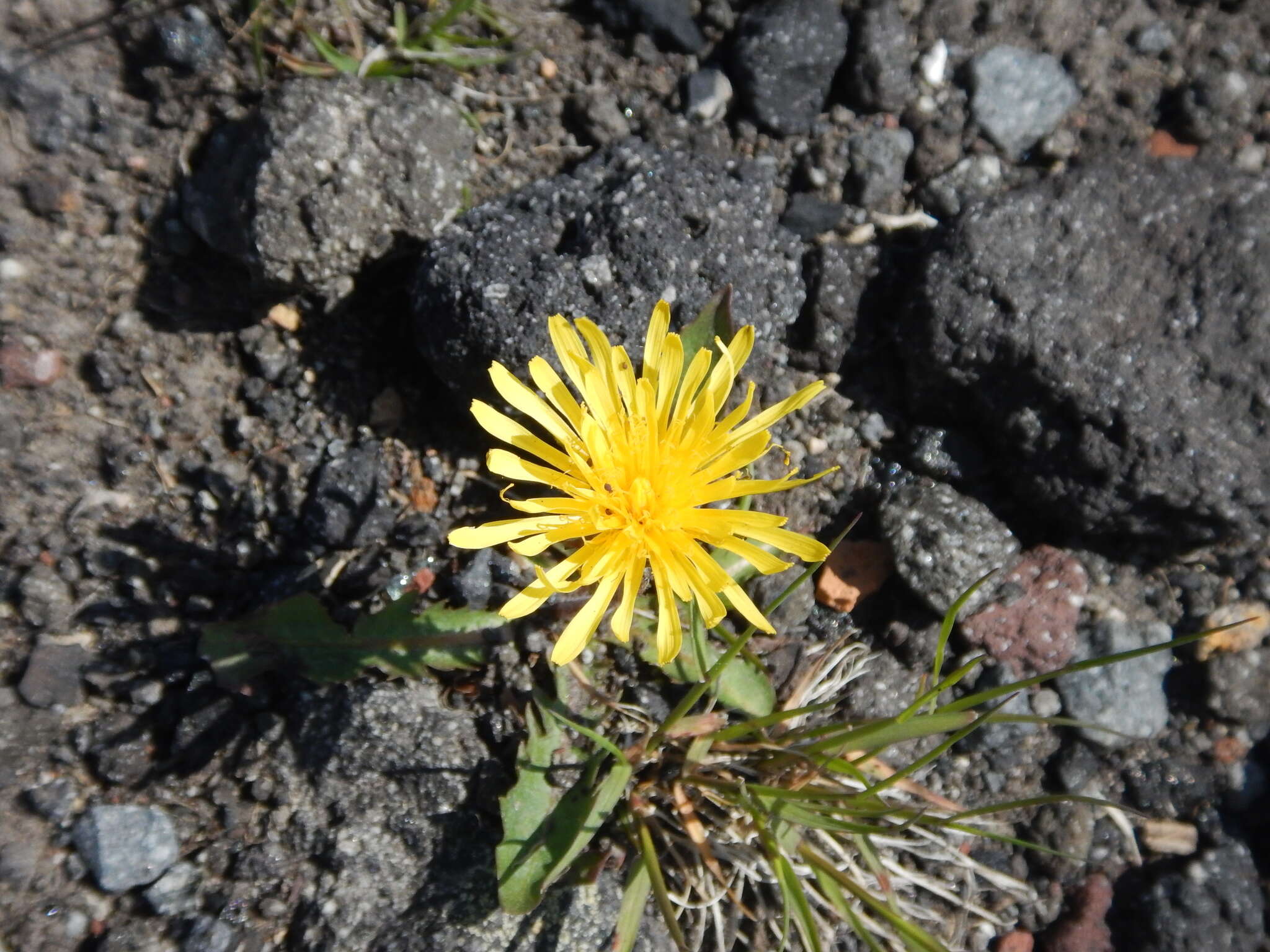 Image of Taraxacum acricorne Dahlst.