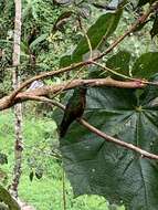 Image of Chestnut-breasted Coronet