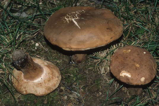 Image of Porphyrellus indecisus (Peck) E.-J. Gilbert 1931