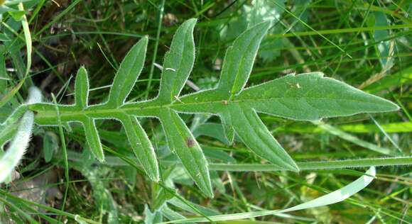 Слика од Knautia arvensis (L.) Coulter