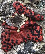 Image of <i>Umbilicaria phaea</i> var. <i>coccinea</i>