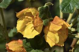 Image of Mexican flannelbush