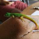 Image de Gecko Diurne Des Iles Andaman
