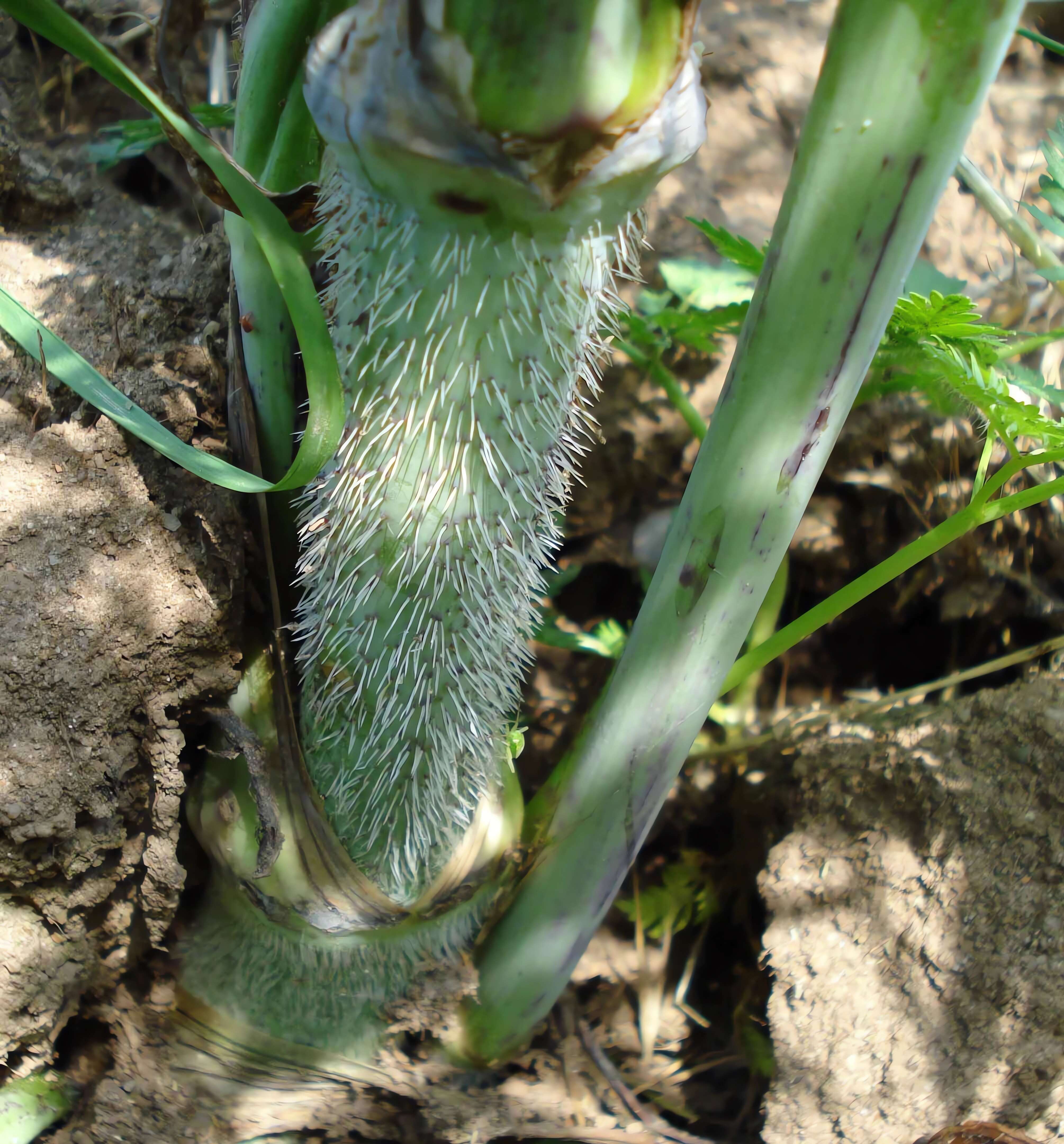 Image of bulbous chervil