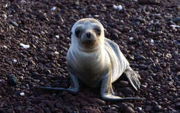 Image of Galapagos Sea Lion