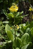 Image of Primula prolifera Wall.