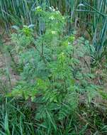 Image of bulbous chervil