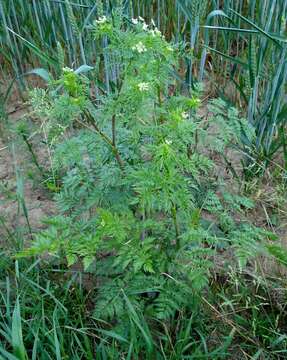 Image of bulbous chervil