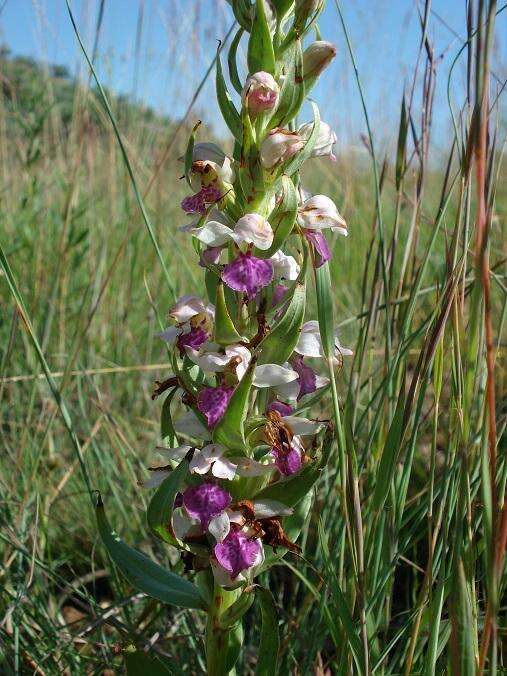 Image de Brachycorythis conica subsp. transvaalensis Summerh.