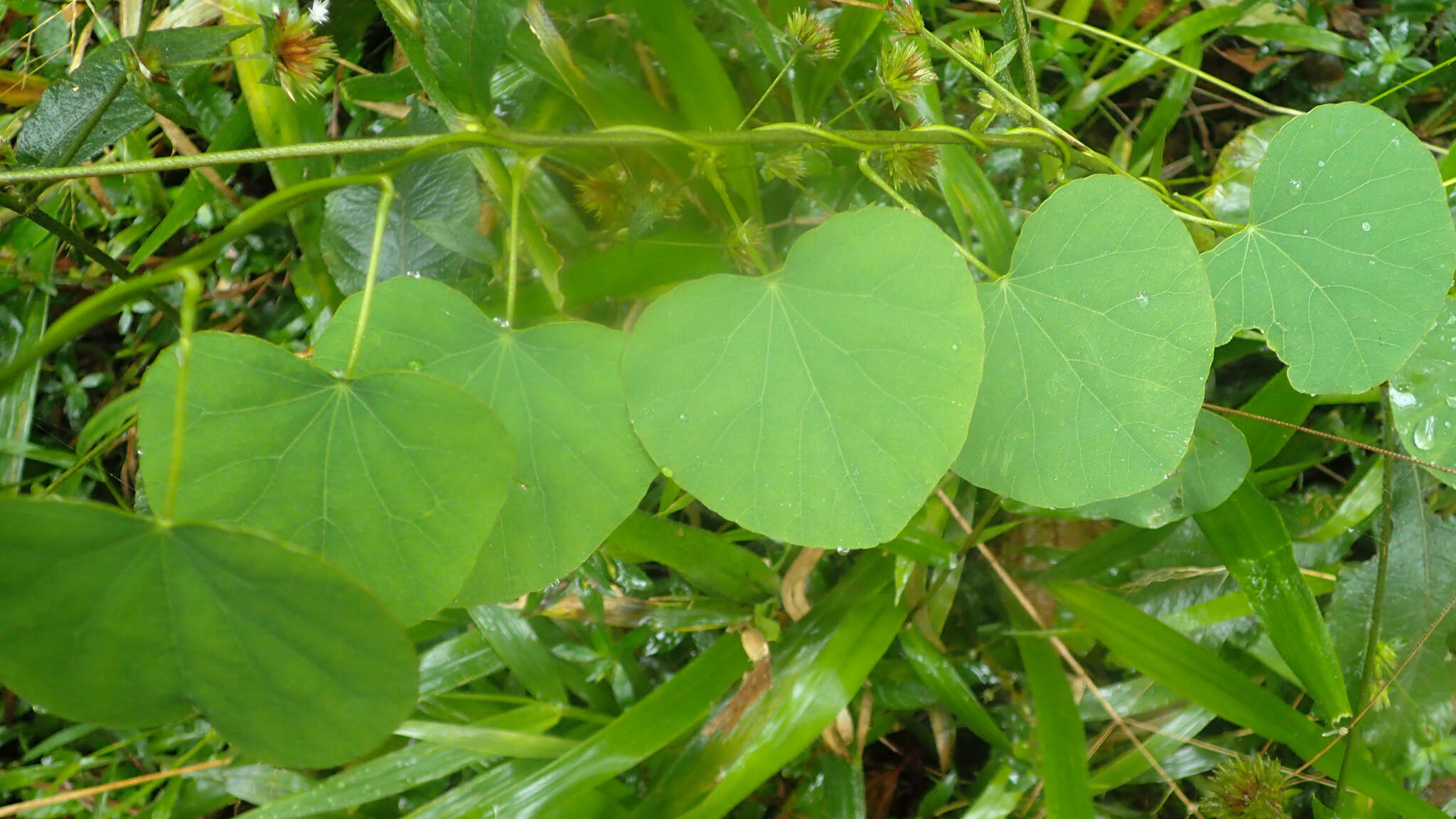 Sivun Cissampelos pareira L. kuva