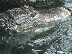 Image of Chinese alligator