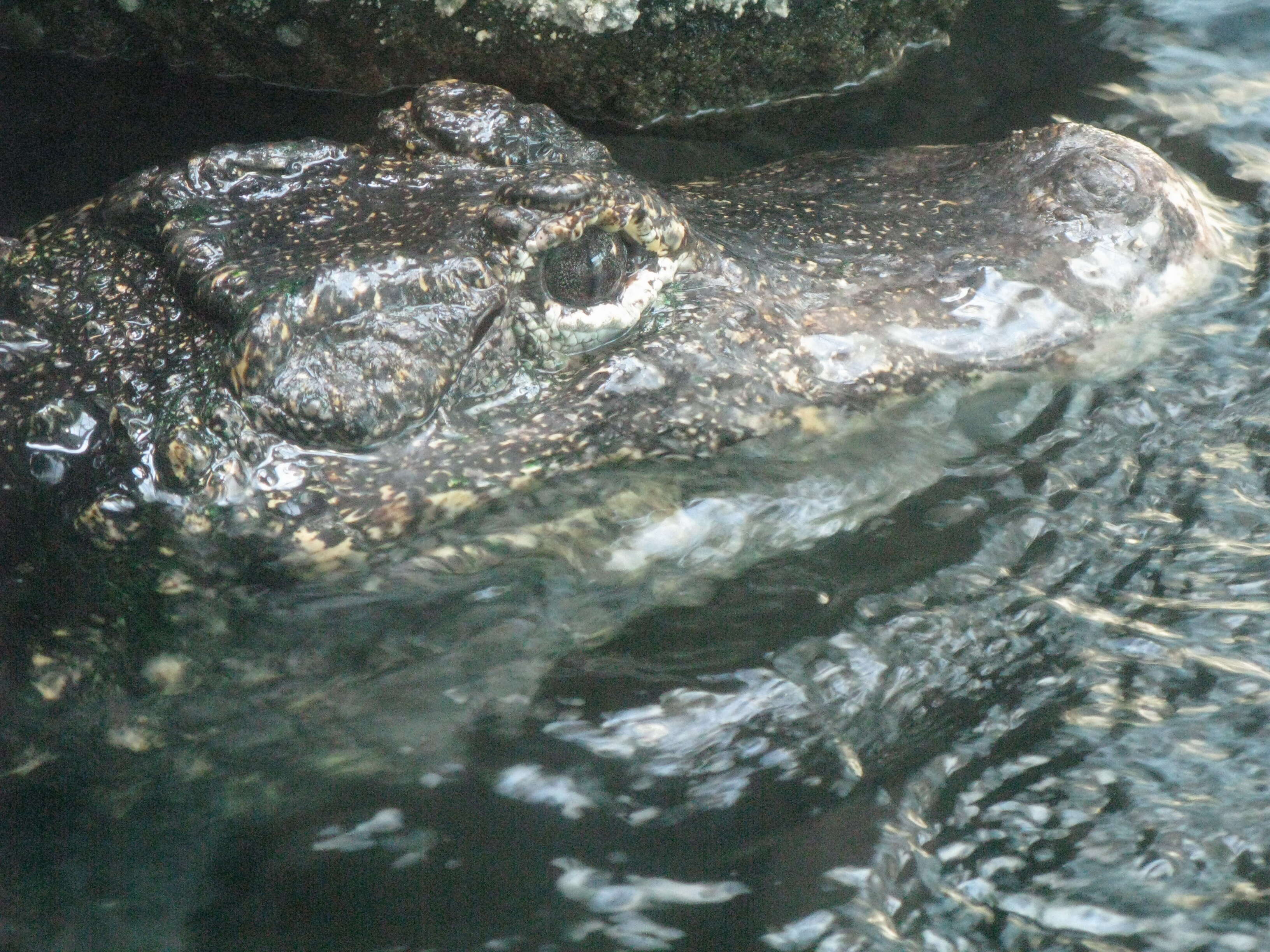 Image of Chinese alligator