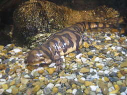 Image of Barred Tiger Salamander