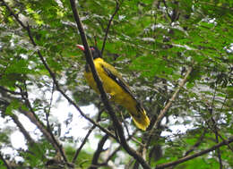 Image of Western Black-headed Oriole